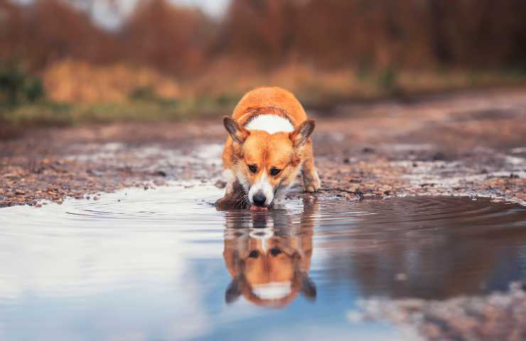 Cane beve dalla pozzanghera