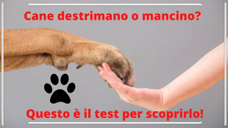 Test da fare al cane