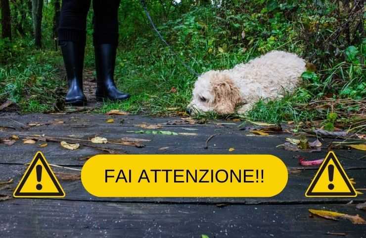 Cose che fa il cane durante la passeggiata