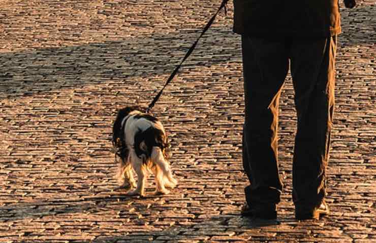 multe salate cani passeggio