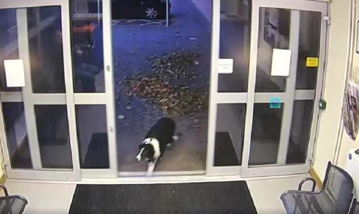 Cane entra alla stazione di polizia