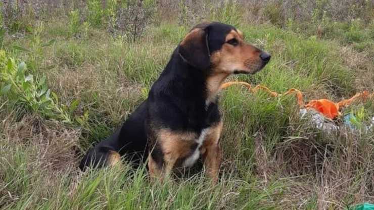 cane aspetta padrone morto