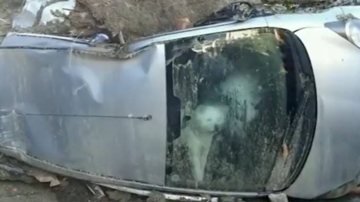 ischia cane intrappolato