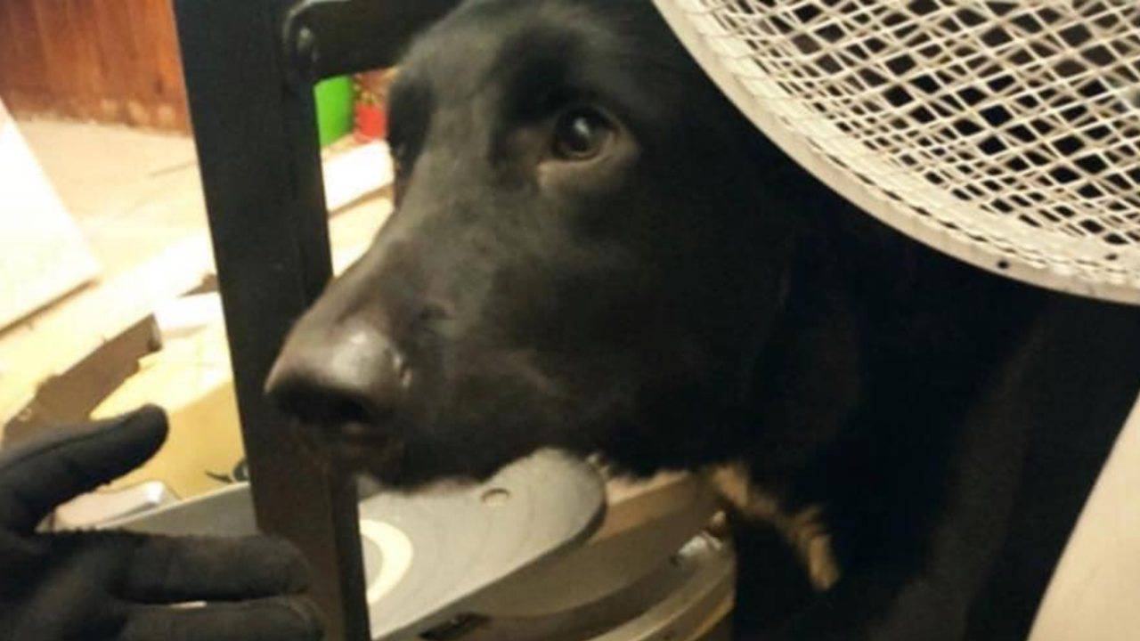 Legato ad una cyclette e abbandonato: cane salvato dalla polizia di stato