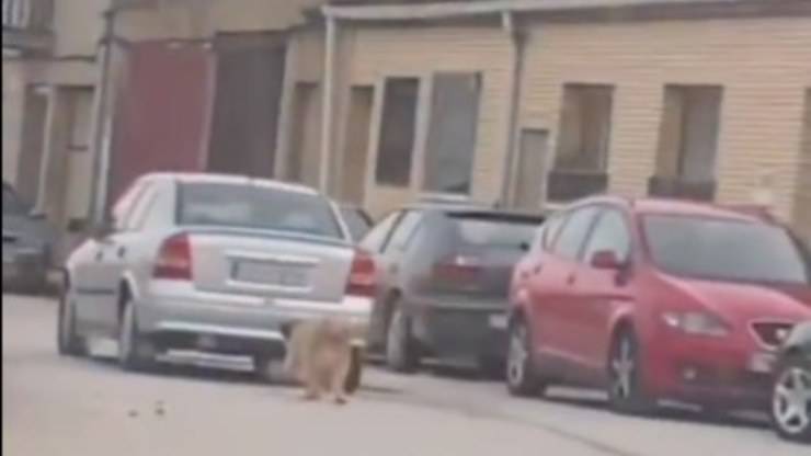 cane legato auto
