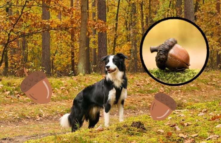 Cane nel bosco