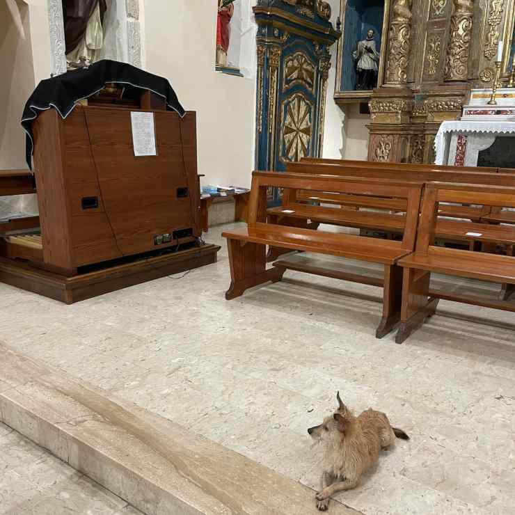 pastor iglesia perro
