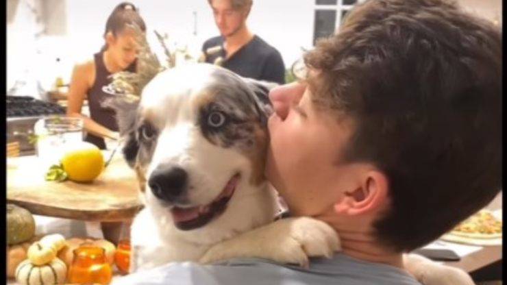 cane in braccio video