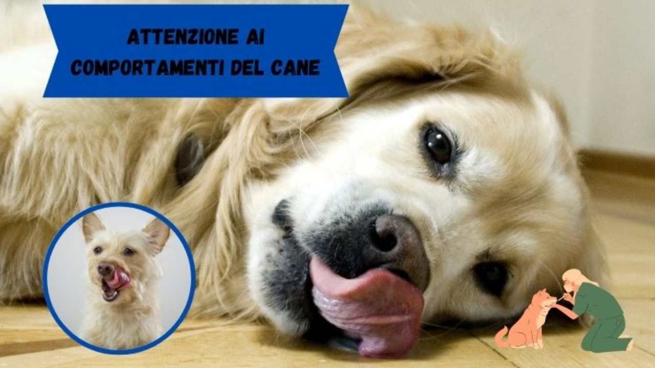 Come capire se il cane sta male da alcuni comportamenti comuni