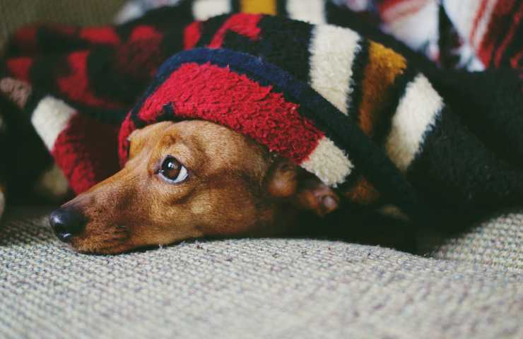 perro debajo de la manta