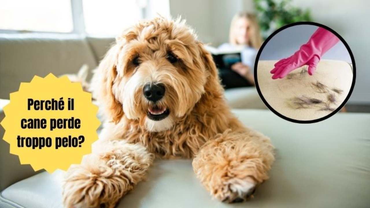 Il cane perde tanto pelo? Attenzione, potrebbe esserci un problema serio