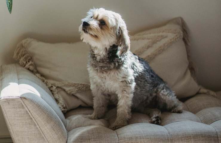 Cane peli sulla poltrona