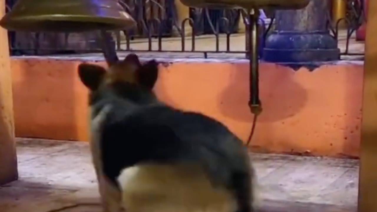 Cane festeggia l'inizio del weekend suonando le campane VIDEO