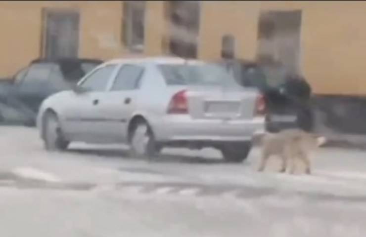 cane trascinato auto