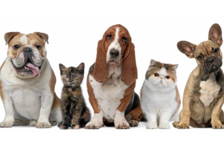 cani gatti cartelli veterinarie