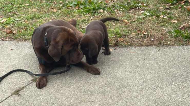 labrador da supporto