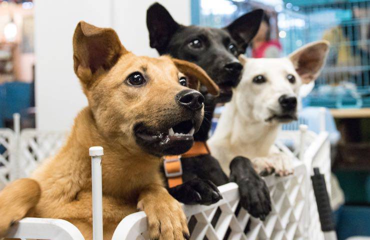 assicurazione obbligatoria adottare cane