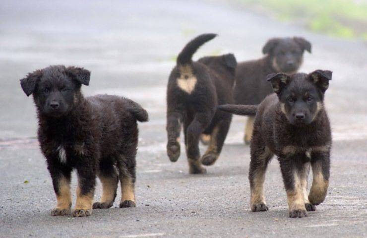 allarme abbandoni cagnolini restituiti