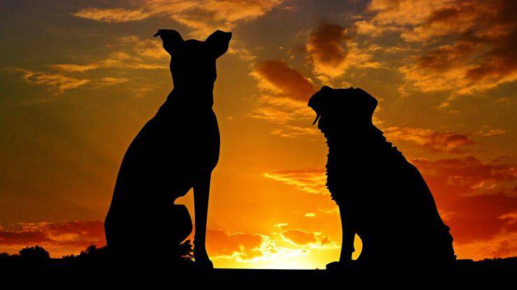 cani al tramonto