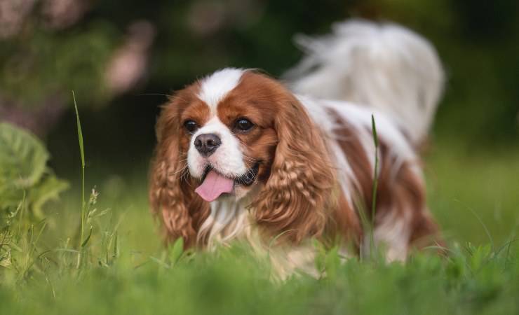 Cavalier King Charles Spaniel