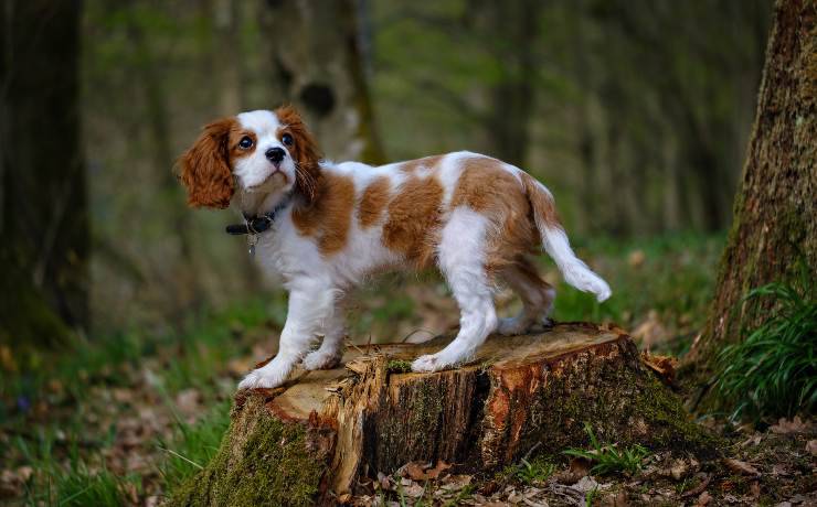 Cavalier King Charles Spaniel