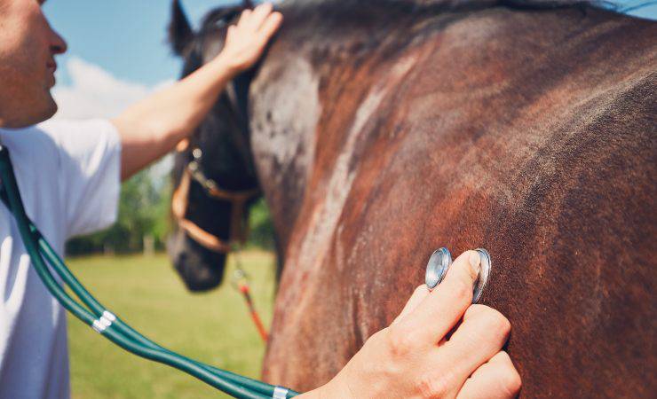 cavallo a controllo