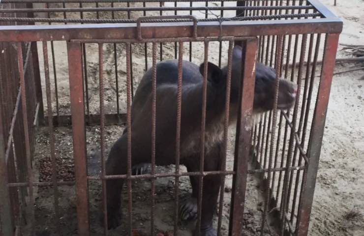 cholita orsa abusi irreversibili
