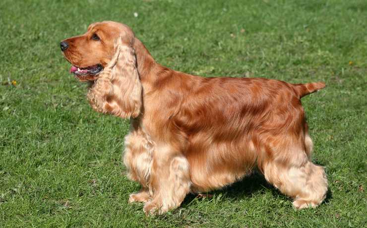 Cocker Spaniel inglese