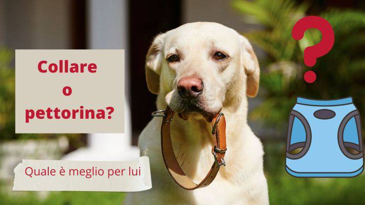 Collare o pettorina: quale è meglio per il nostro cane