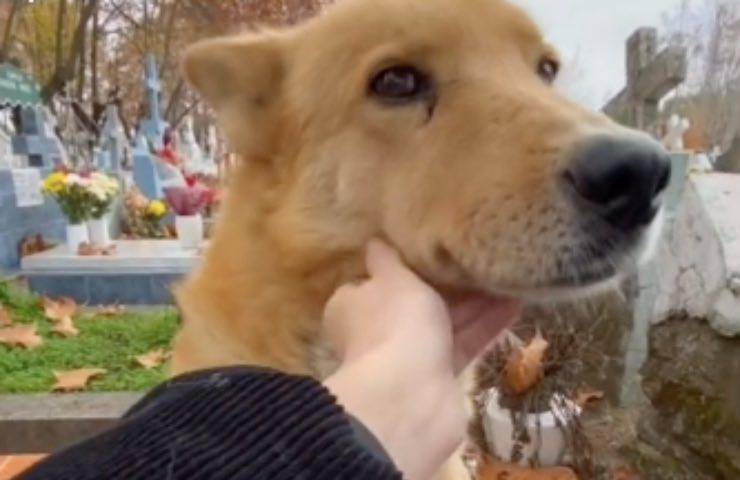 cimitero trova tomba video