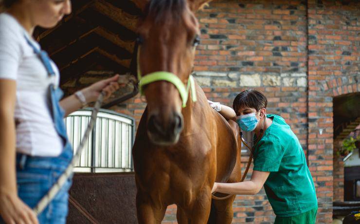 Controllo malattie nel cavallo