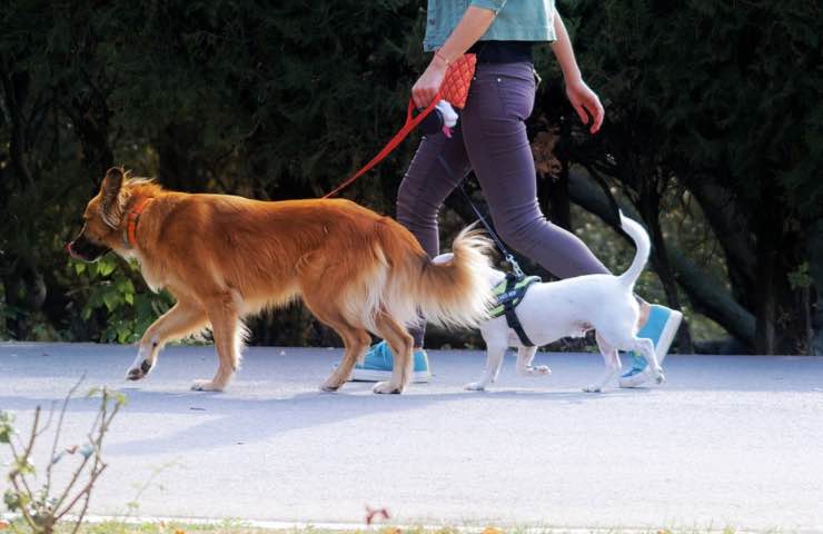 multe salate cani passeggio