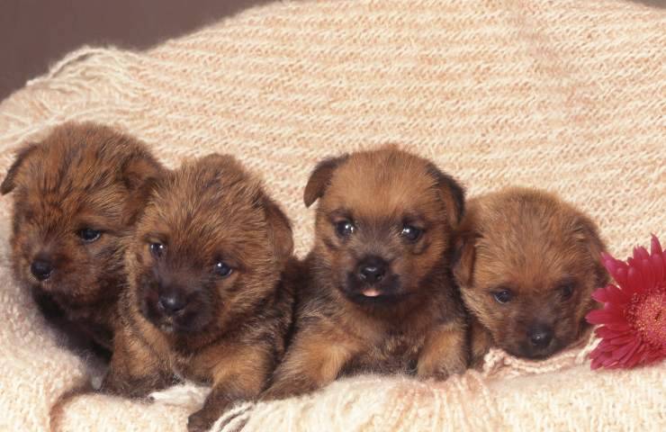 Norfolk terrier