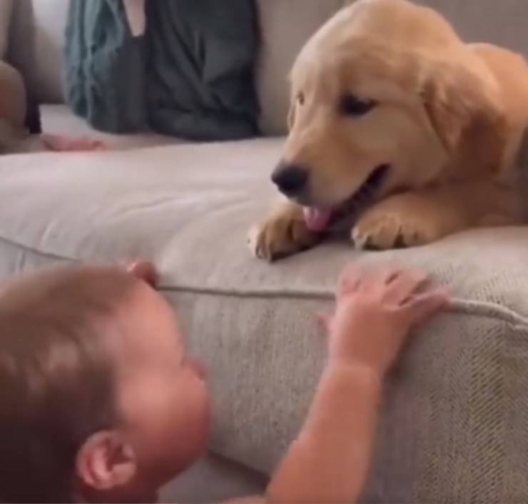 cuccioli teneri bimbo cagnolino