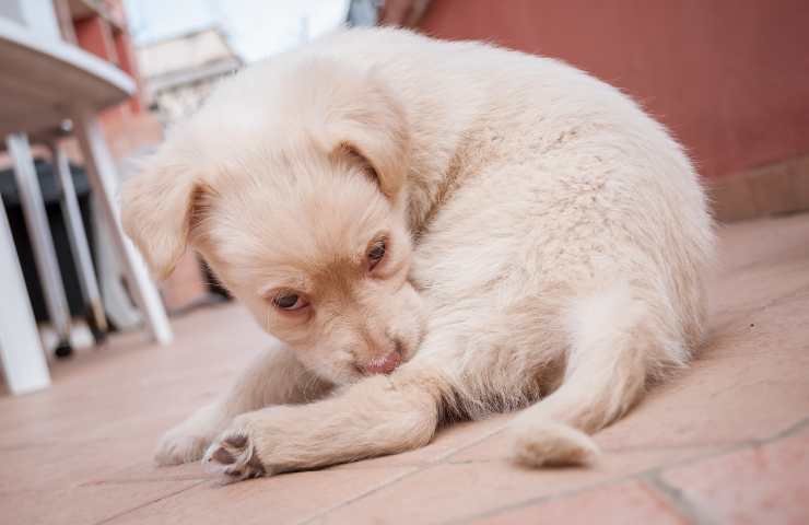 Cucciolo si gratta