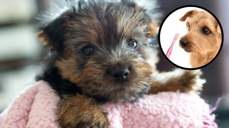 igiene orale del Norfolk terrier