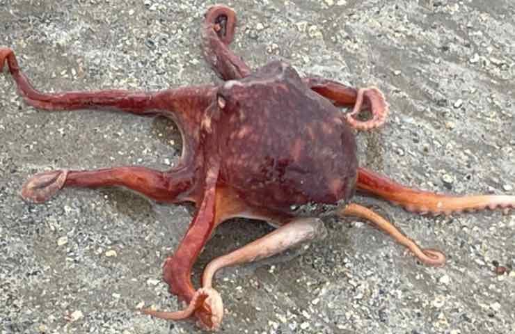 impressionante specie polpo spiaggia