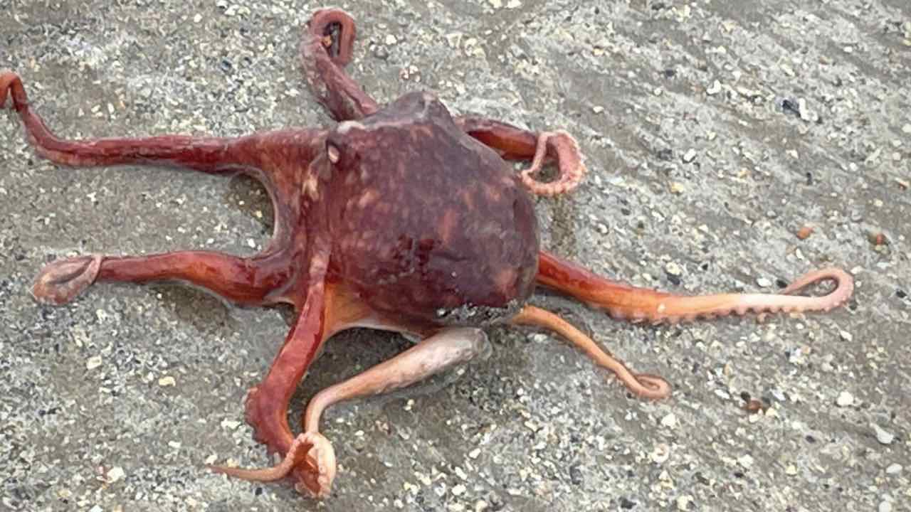 impressionante specie polpo spiaggia