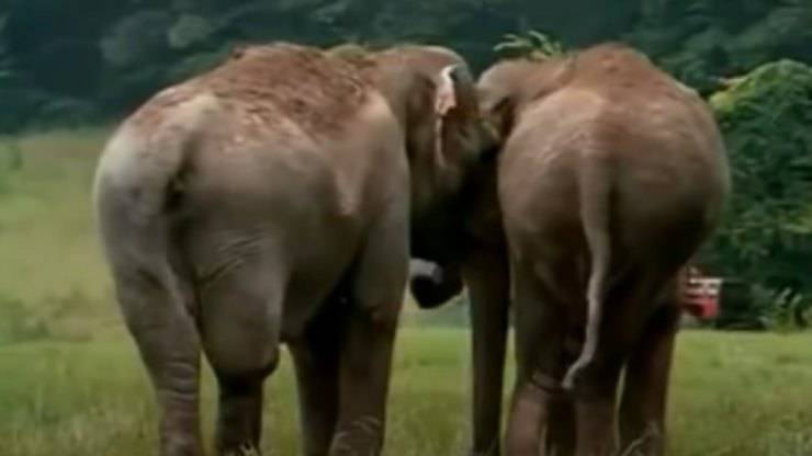 elefanti separati si ritrovano
