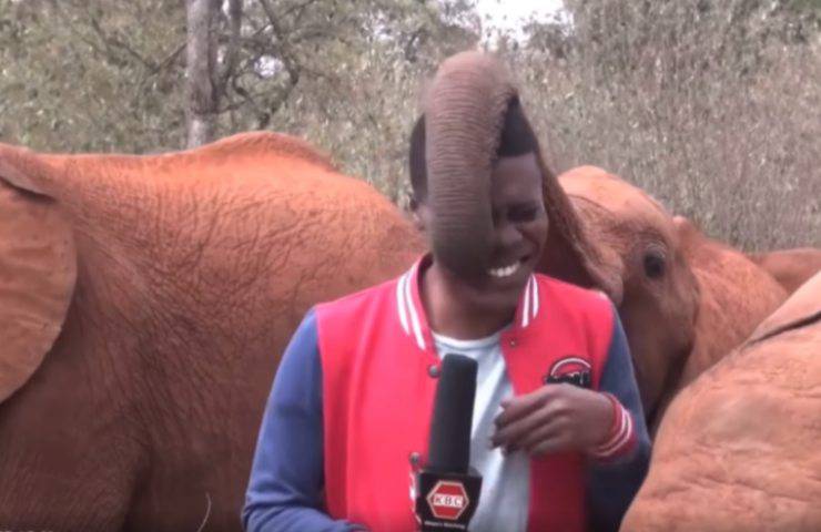 elefante Kindani attenzione giornalista