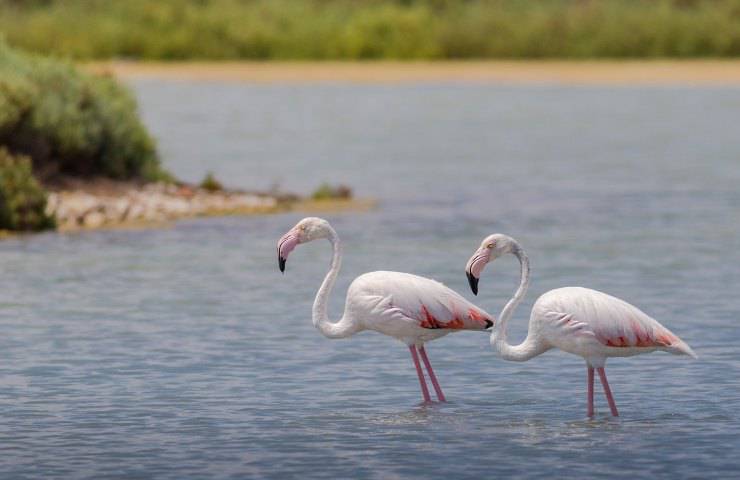 fenicotteri rosa lago Sabaudia