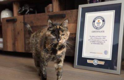 gatto più vecchio mondo