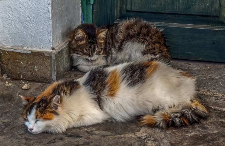 gatti abbandonati inverno