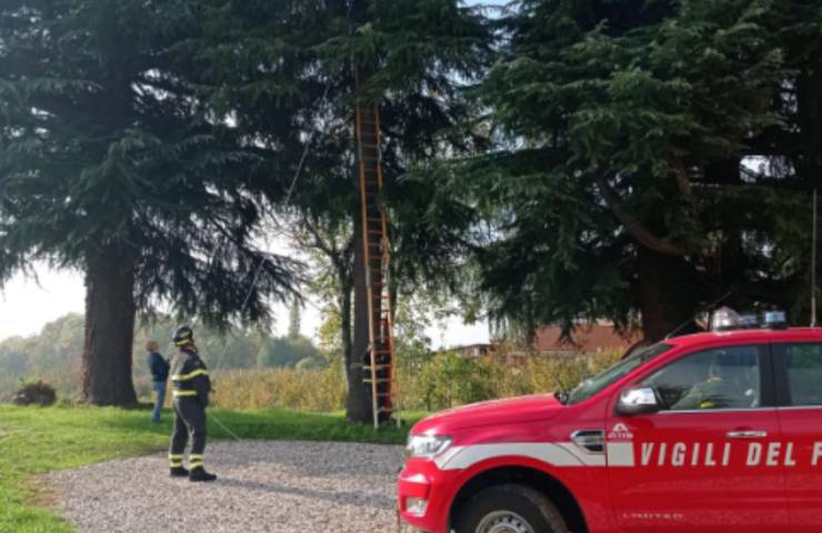 gatto Omero albero salvato