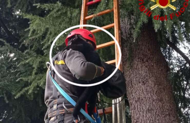 gatto Omero albero bloccato