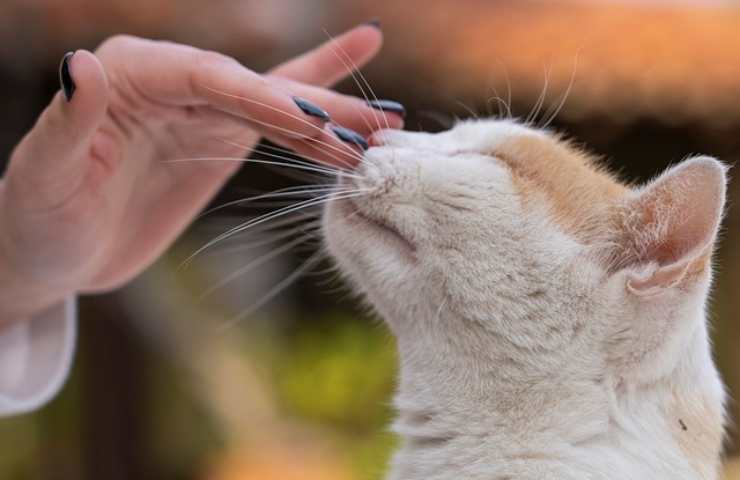 Gatto annusa mano