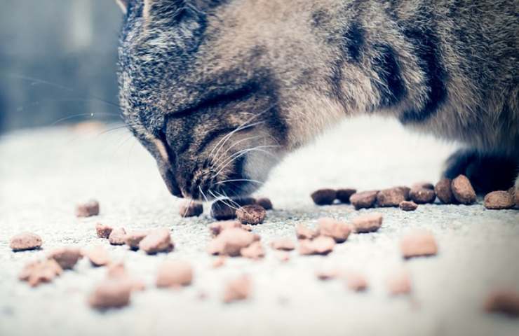 Costo alimentazione gatto