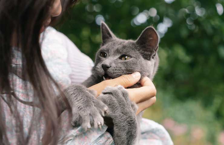 Gatto aggressivo con la donna