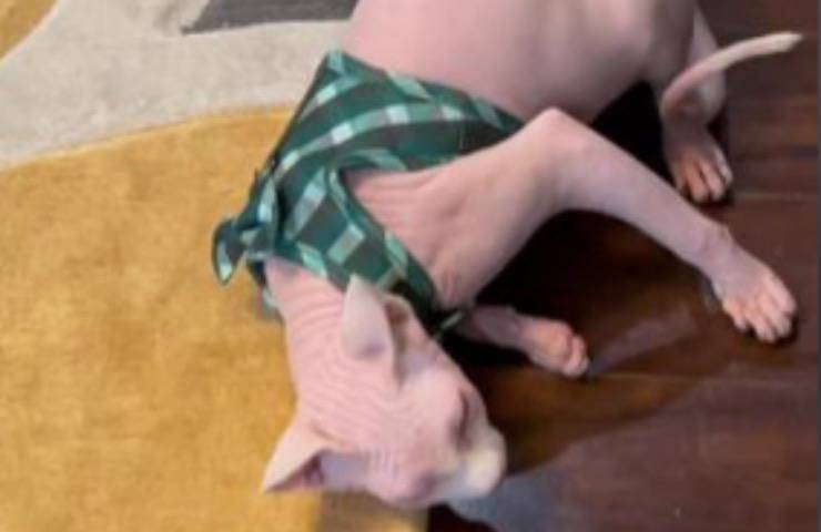 gatto nudacris indossa imbracatura