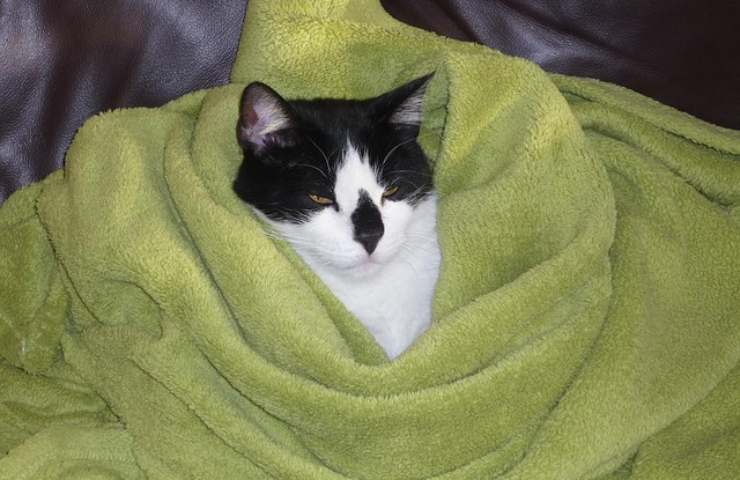 Kitty sufre de frío